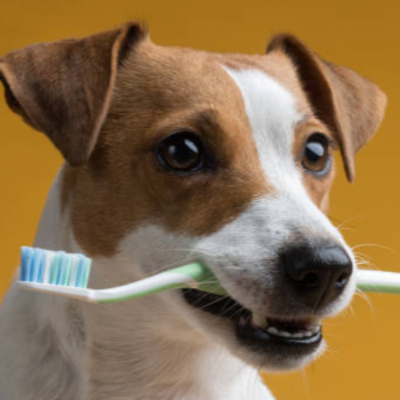 Additional Grooming Services