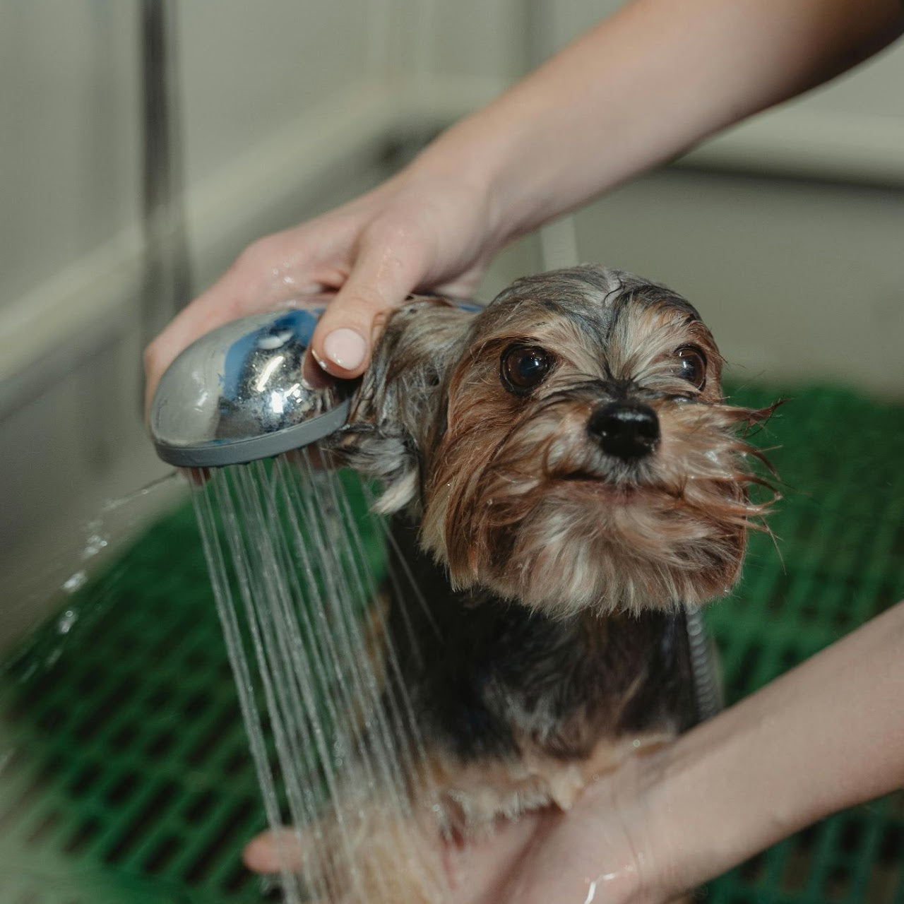 Pet Grooming