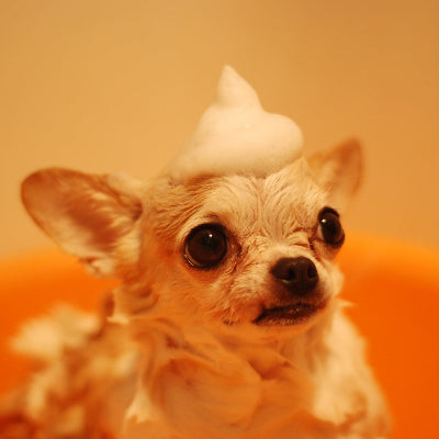 Bath & Brush
