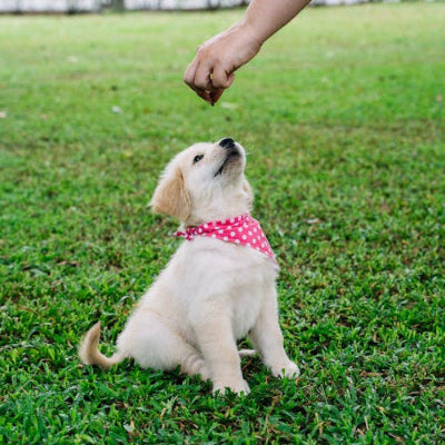 Puppy/Basic Training